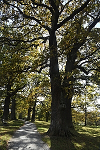 DSC_1169-web.jpg