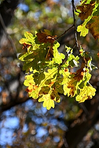 DSC_1174-web.jpg
