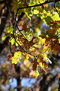 DSC_1175-web.jpg