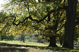 DSC_1177-web.jpg