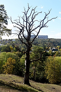 DSC_1183-web.jpg
