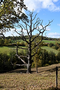 DSC_1187-web.jpg