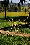 DSC_0088.jpg