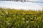 DSC_0096.jpg