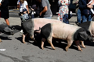 DSC_1123.JPG