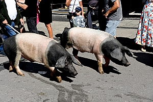 DSC_1124.JPG