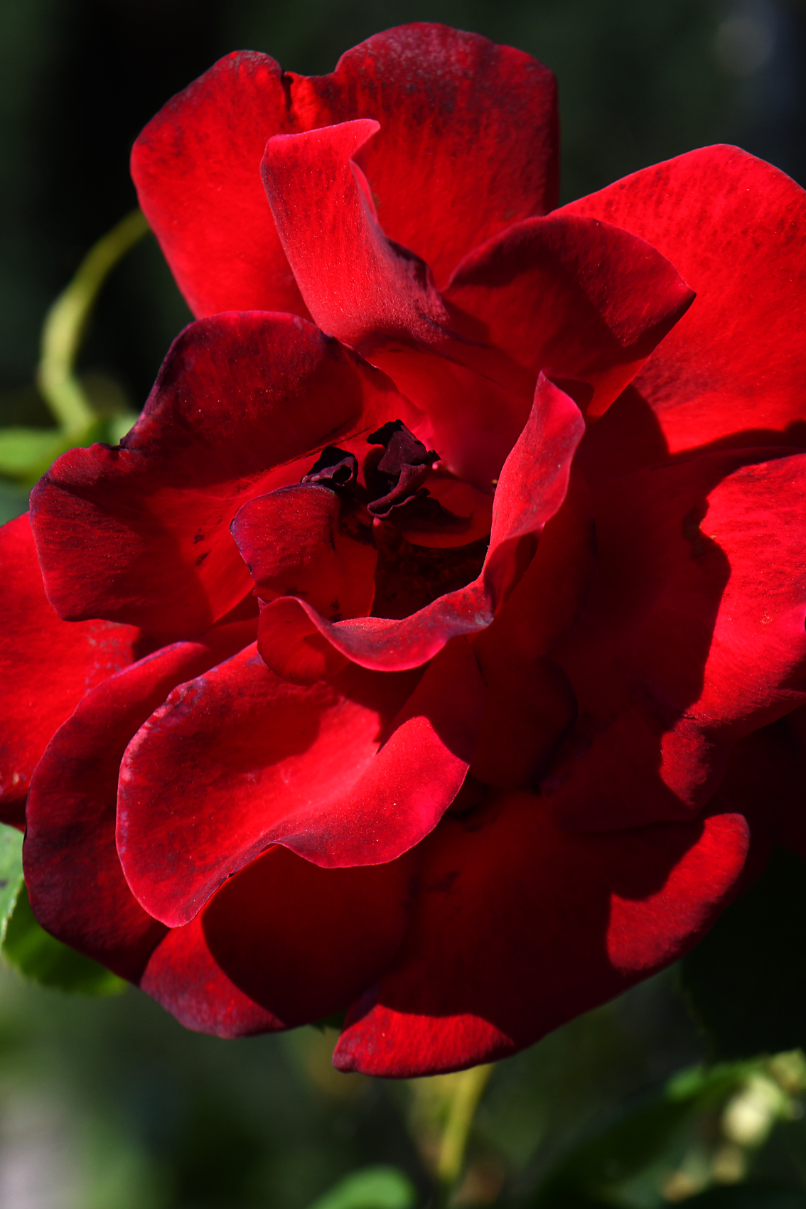 DSC_0827-web.jpg