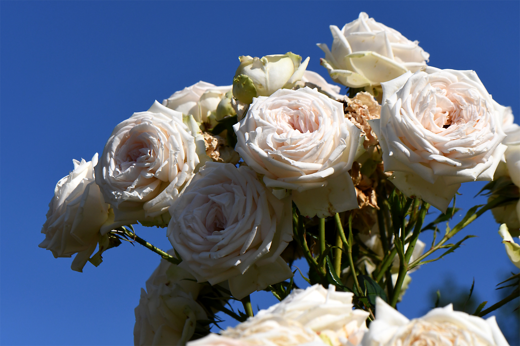 DSC_0842-web.jpg