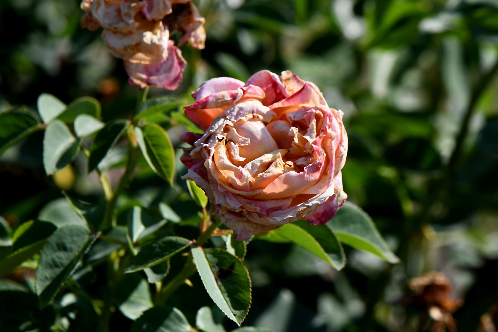 DSC_0844-web.jpg