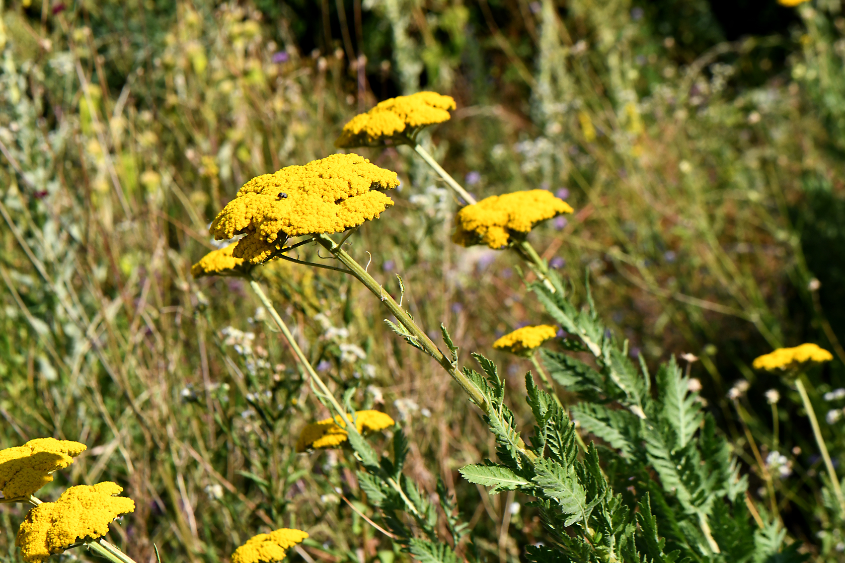 DSC_0848-web.jpg