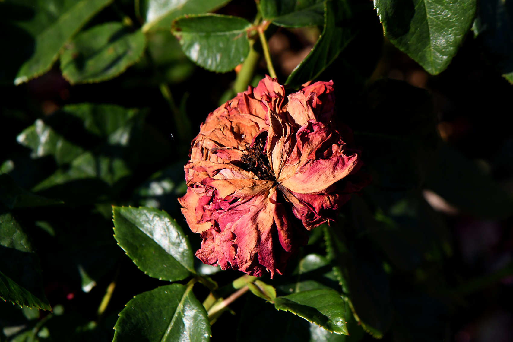 DSC_0850-web.jpg