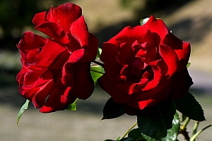 DSC_0826-web.jpg