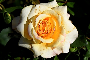 DSC_0829-web.jpg