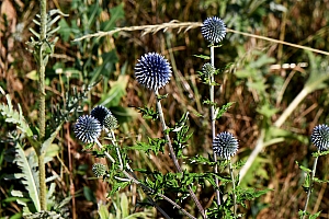 DSC_0834-web.jpg