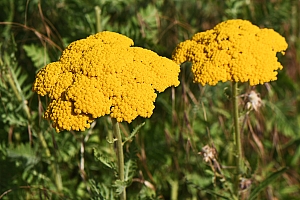 DSC_0836-web.jpg