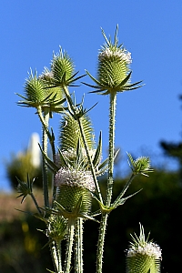 DSC_0837-web.jpg