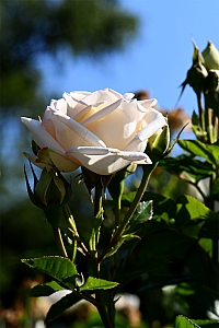 DSC_0838-web.jpg