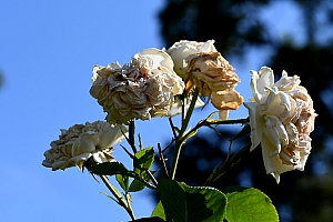 DSC_0841-web.jpg
