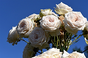 DSC_0842-web.jpg