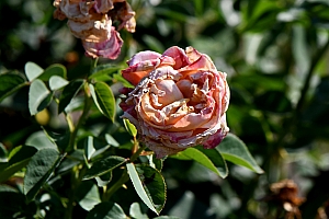 DSC_0844-web.jpg