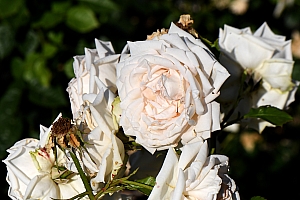 DSC_0846-web.jpg