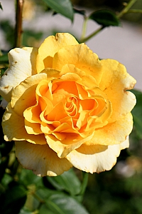 DSC_0847-web.jpg