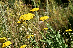 DSC_0848-web.jpg