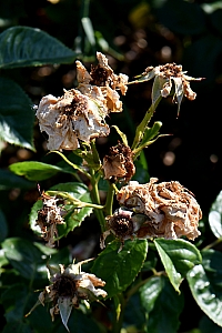 DSC_0849-web.jpg
