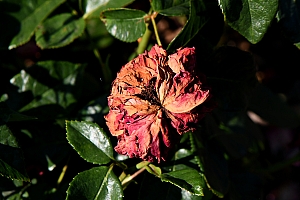 DSC_0850-web.jpg