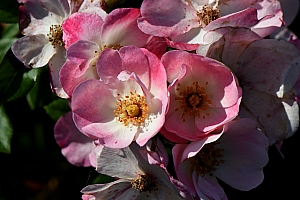 DSC_0851-web.jpg