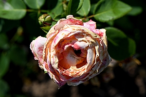 DSC_0853-web.jpg