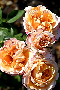 DSC_0854-web.jpg