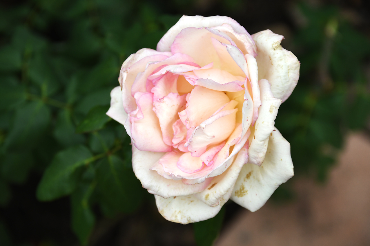 DSC_0191.jpg