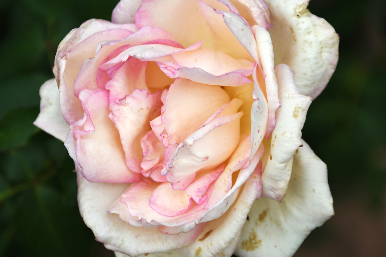 DSC_0193.jpg