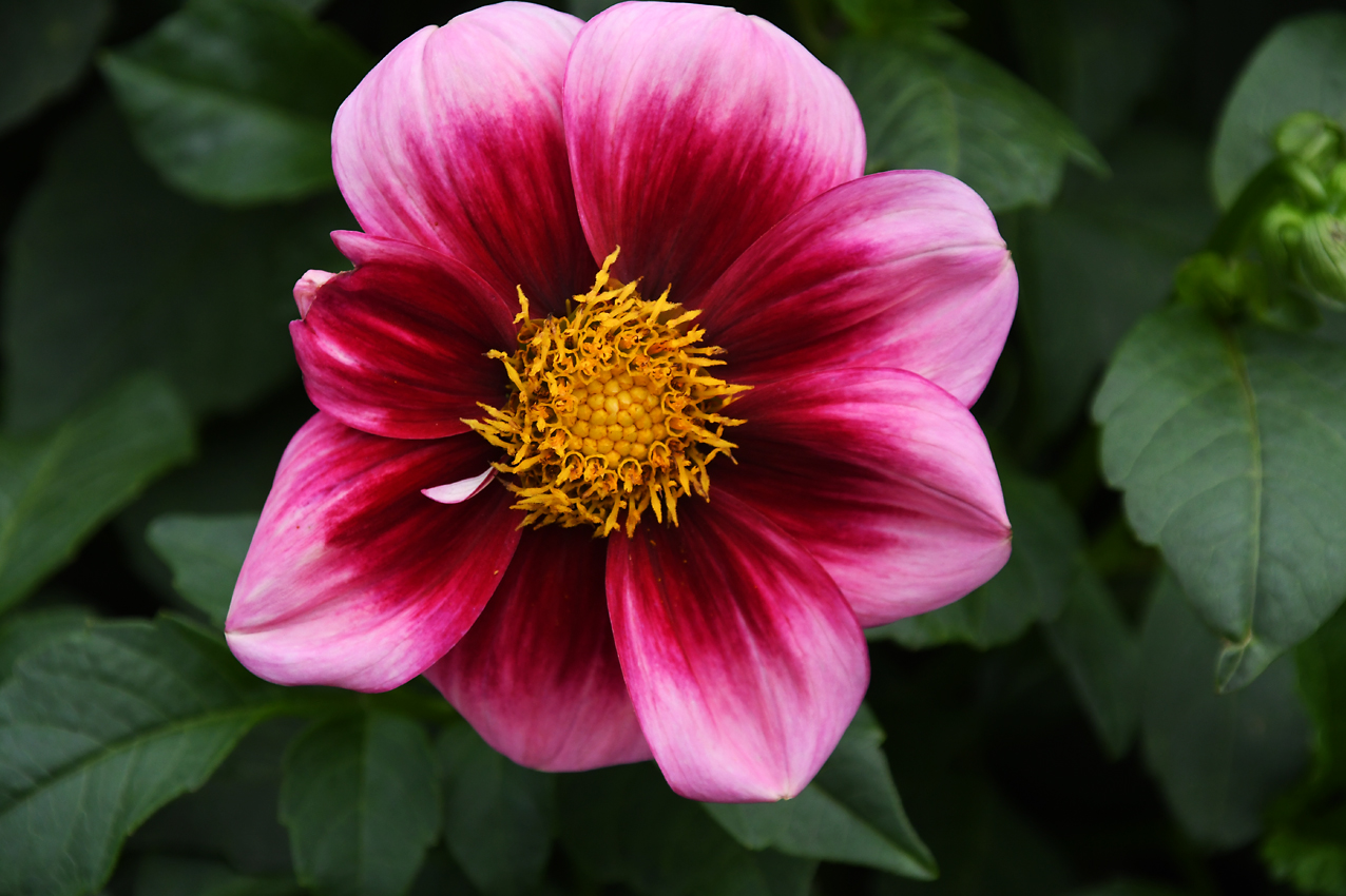 DSC_0281.jpg