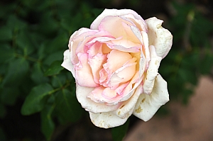 DSC_0191.jpg