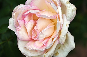 DSC_0193.jpg