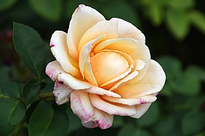 DSC_0204.jpg
