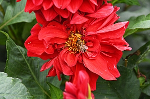 DSC_0249.jpg