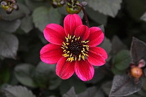 DSC_0252.jpg
