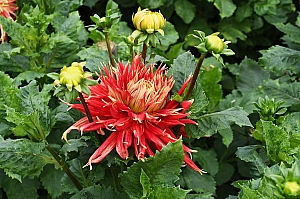 DSC_0266.jpg