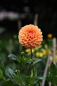 DSC_0279.jpg