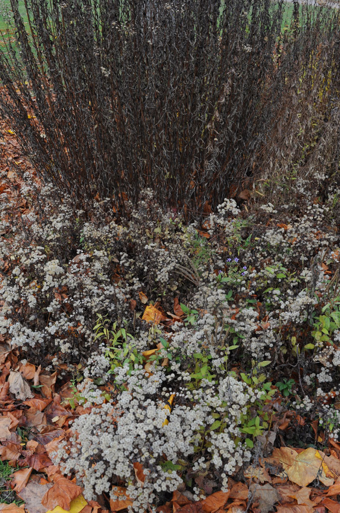 DSC_7669.JPG