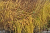 DSC_7660.JPG