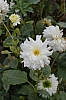 DSC_7672.JPG