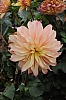 DSC_7673.JPG