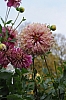 DSC_7675.JPG