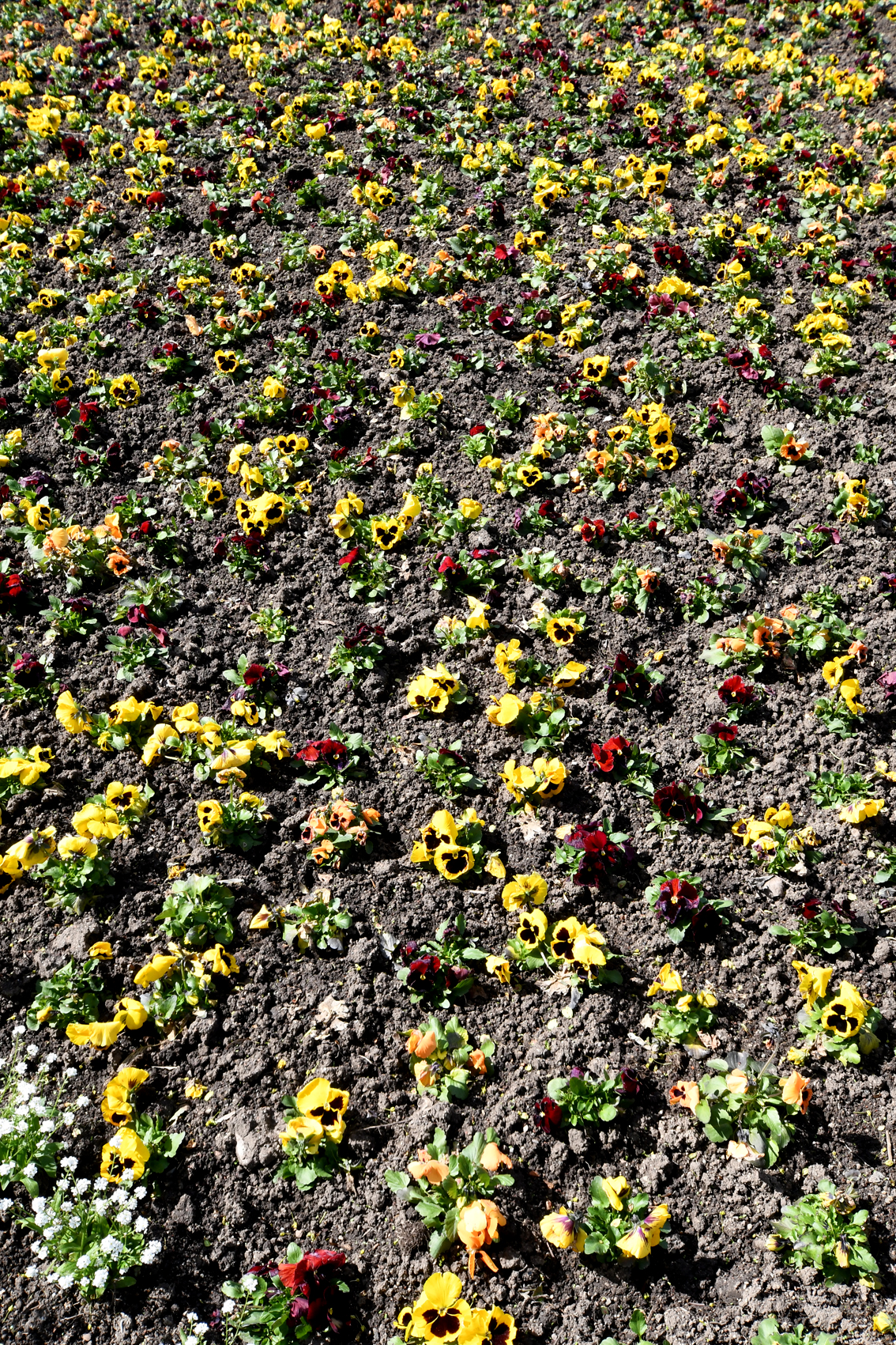 DSC_1283-web.jpg