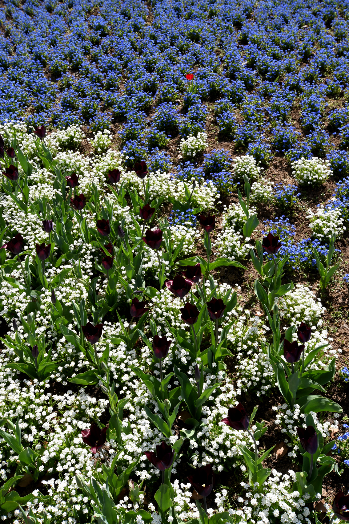 DSC_1310-web.jpg