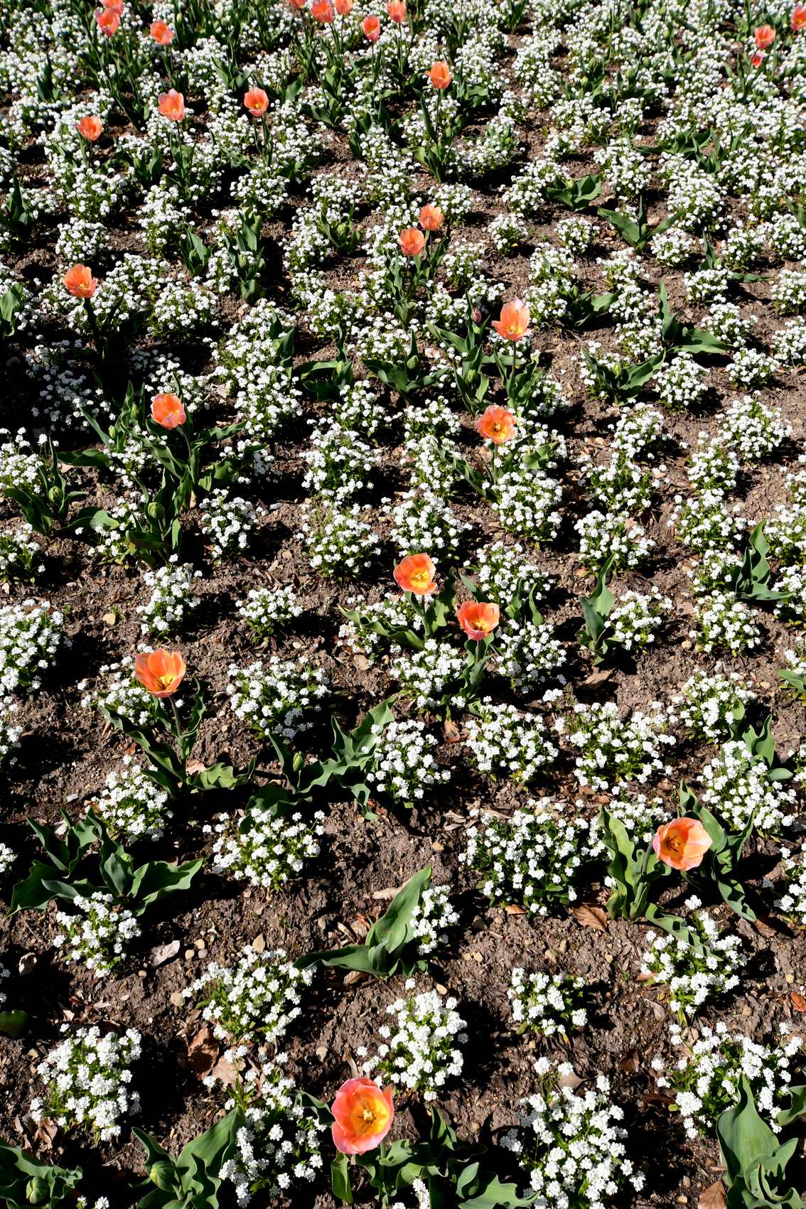 DSC_1333-web.jpg
